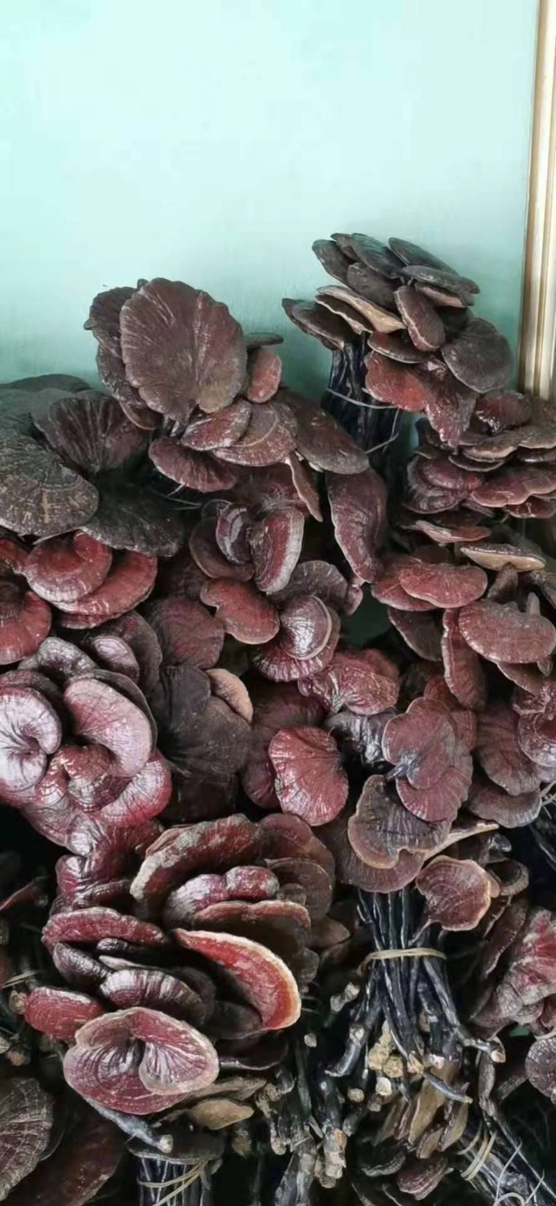 老挝野生灵芝