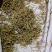 金银花