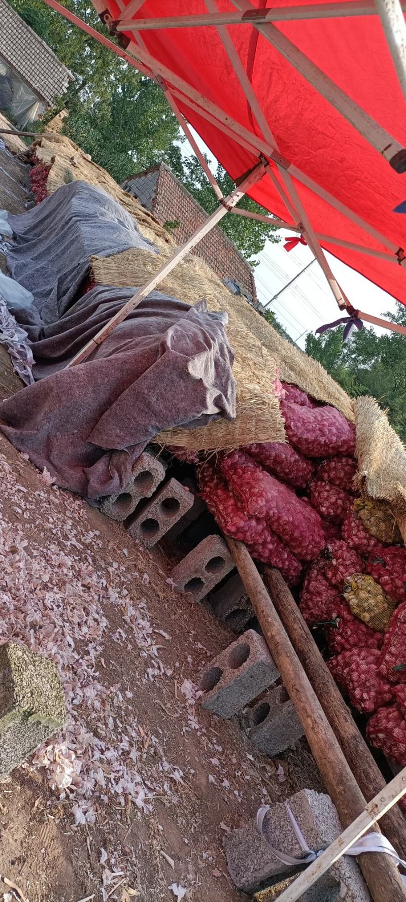 大青稞