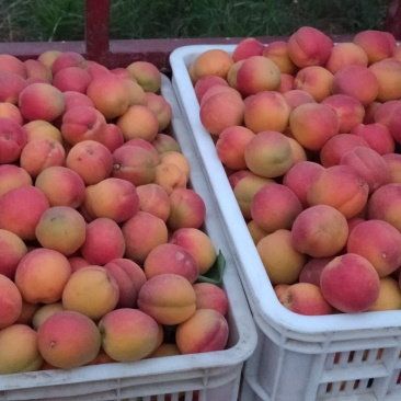 串红杏上市，有需要的联系哟