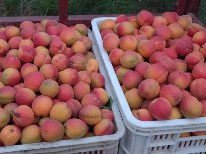 串红杏上市，有需要的联系哟