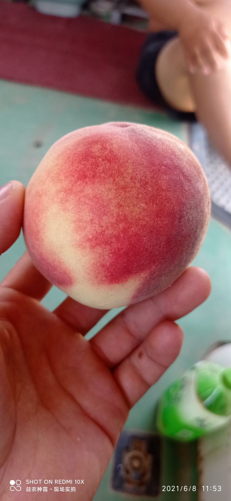 露天突围桃，大量上市，随到随装，质量保证