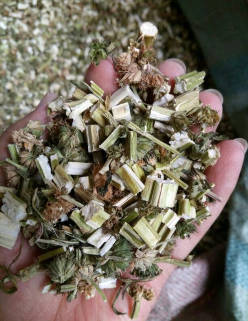 益母草河北新干货量大从优欢迎选购