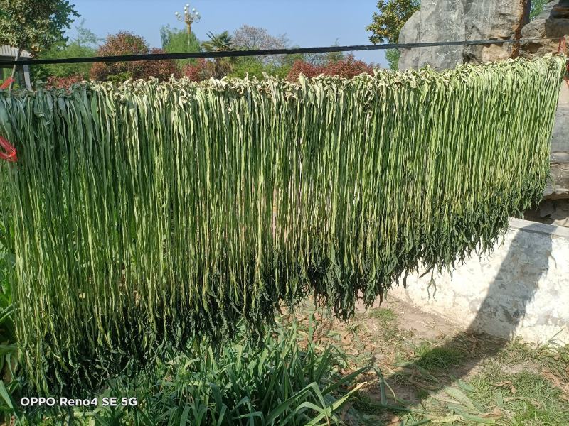 精品贡菜，产地直供，价格美丽，欢迎餐饮行业洽谈