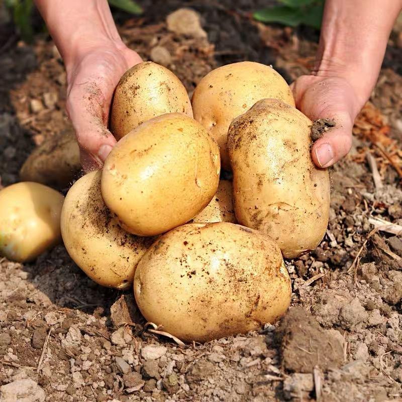 黄心土豆马铃薯湖北土豆产地直销一手货源，量大从优