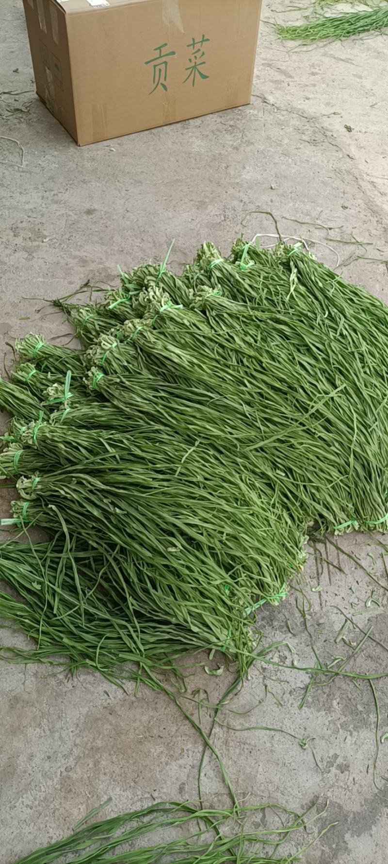 精品贡菜，又称响菜，产地货源