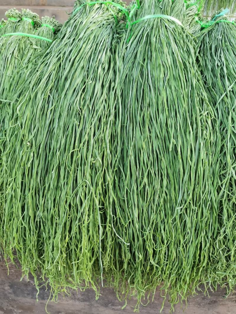 精品贡菜，又称响菜，产地货源