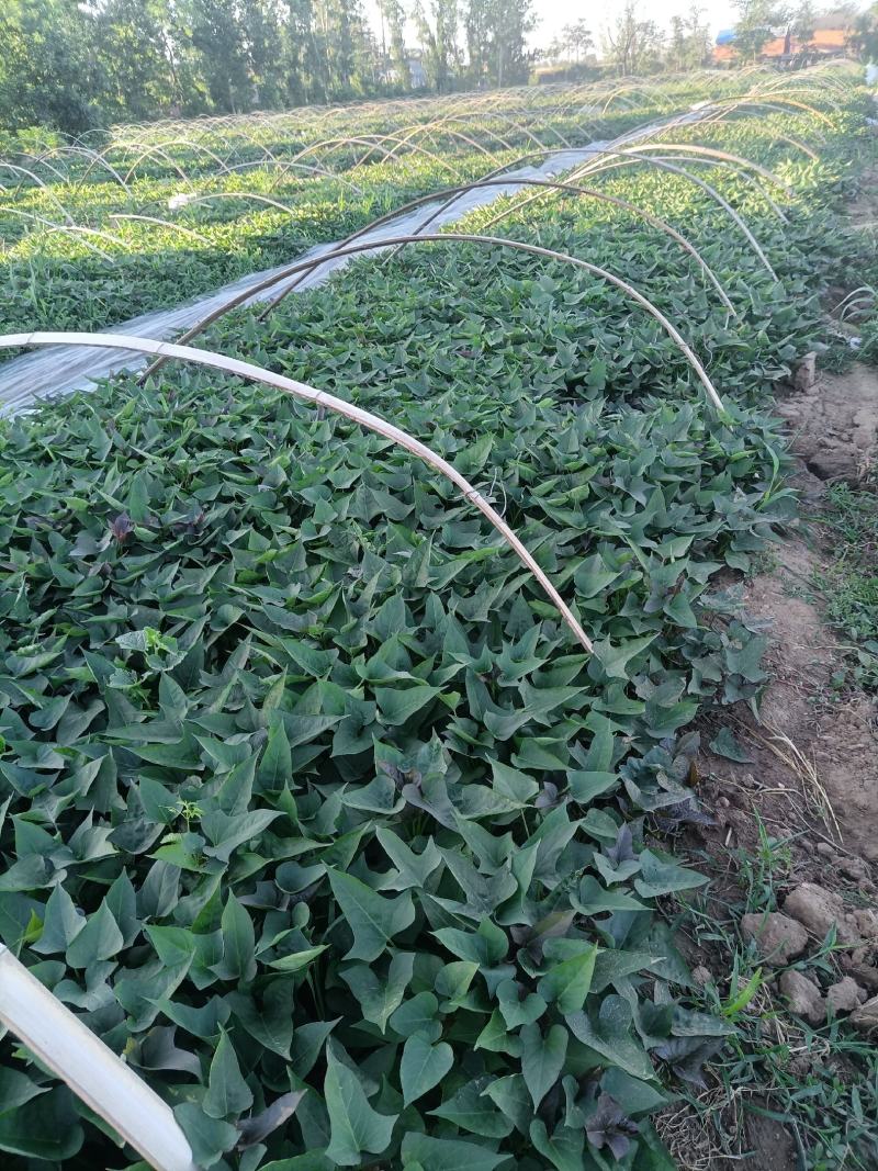 脱毒原种西瓜红（普薯32）红薯苗，基地直供，支持线上交易