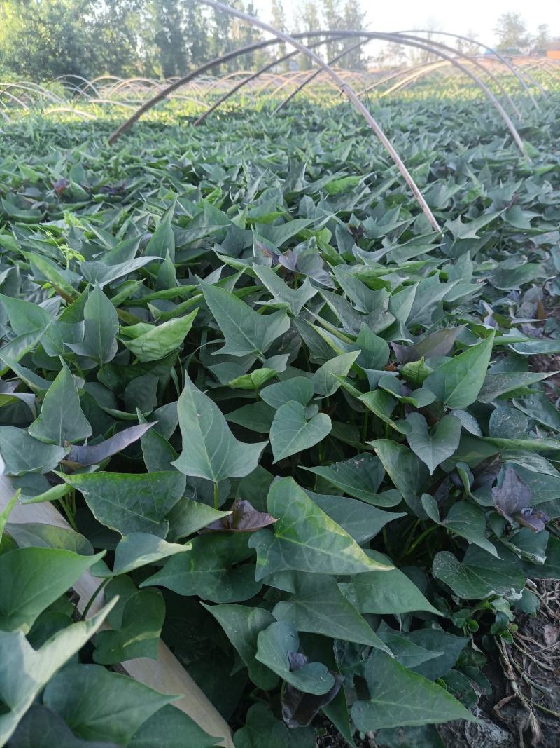 脱毒原种西瓜红（普薯32）红薯苗，基地直供，支持线上交易