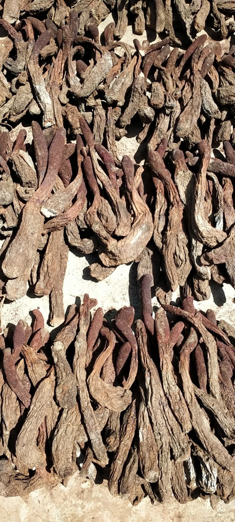 中药材/中药根茎类/内蒙古额济纳旗野生锁阳整件批发