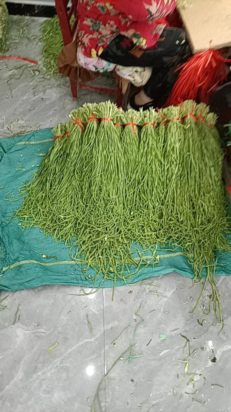 精品贡菜，又称响菜，产地货源