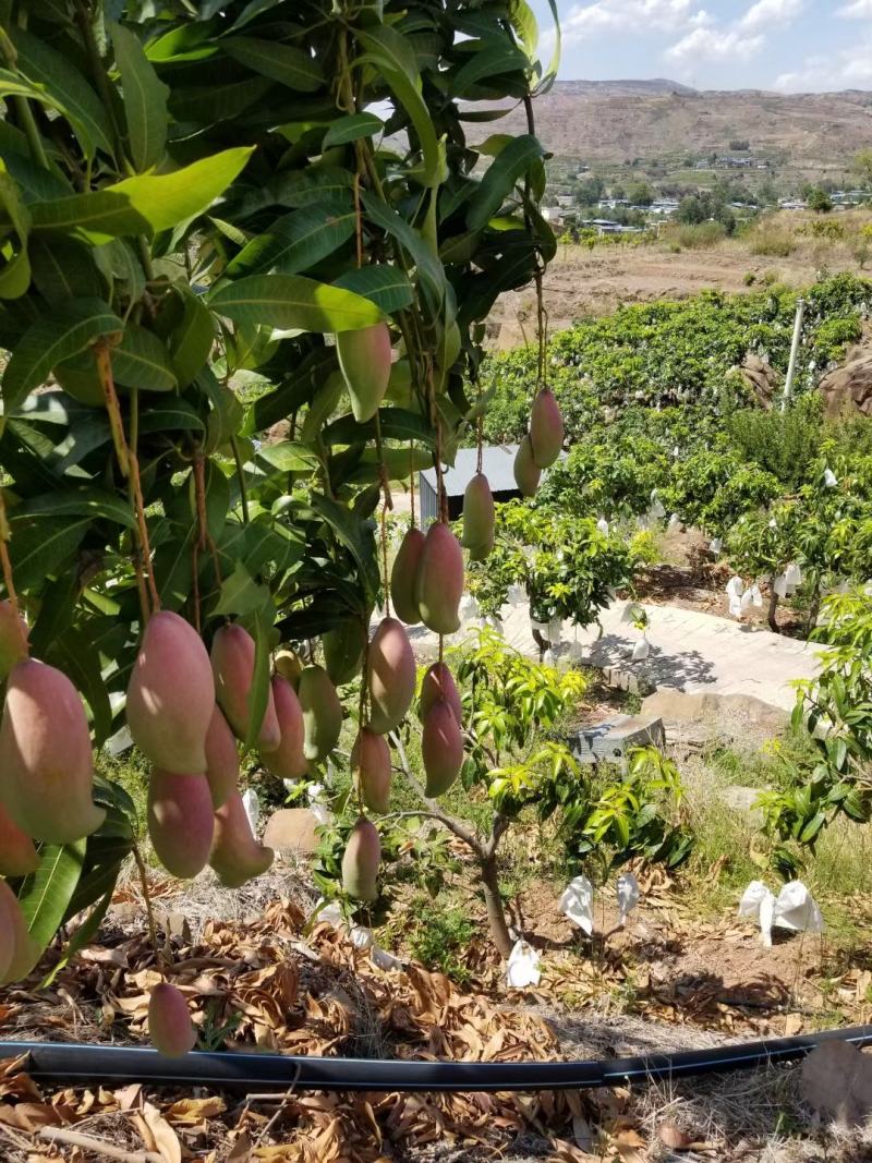 攀枝花红象牙芒果