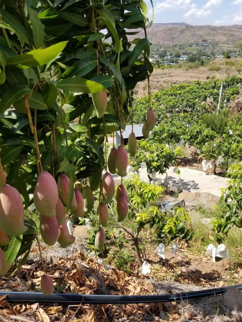 攀枝花红象牙芒果