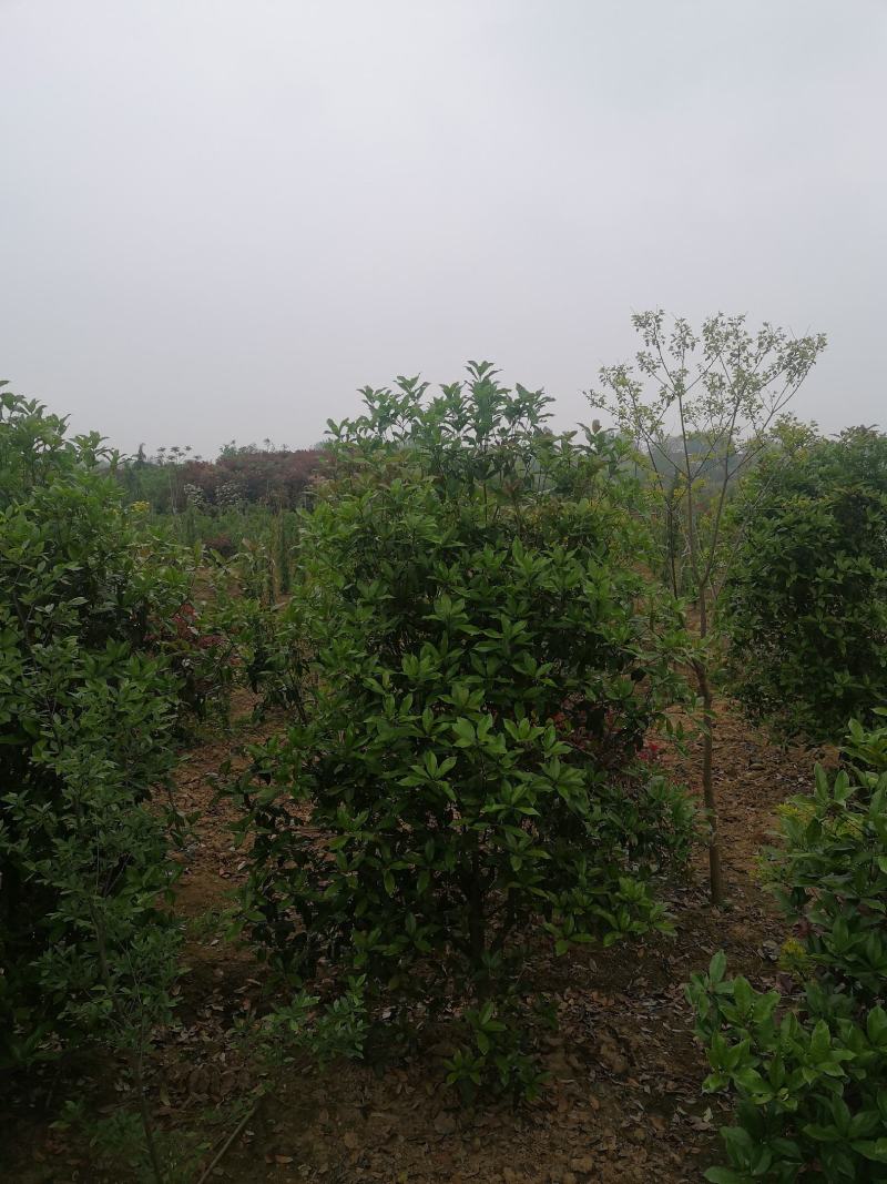 桂花树桂花球价格，规格全苗圃直销欢迎选购