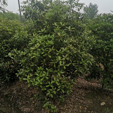 桂花树桂花球价格，规格全苗圃直销欢迎选购