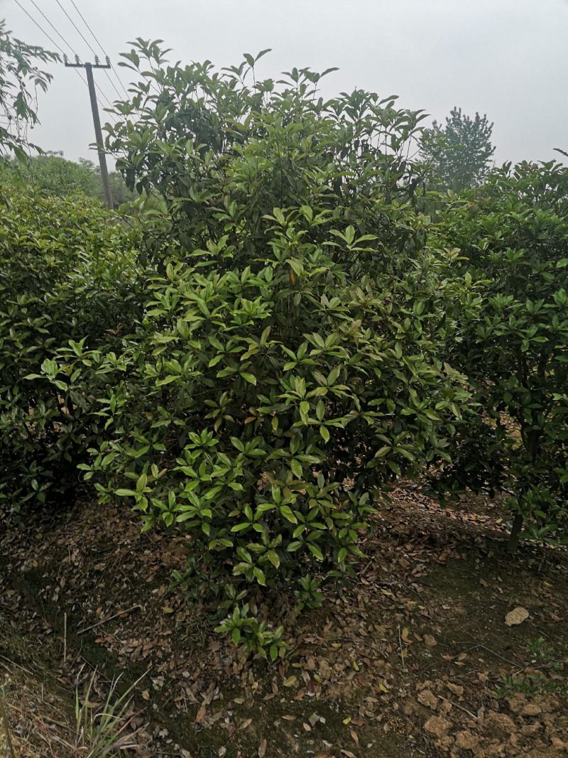 桂花树桂花球价格，规格全苗圃直销欢迎选购