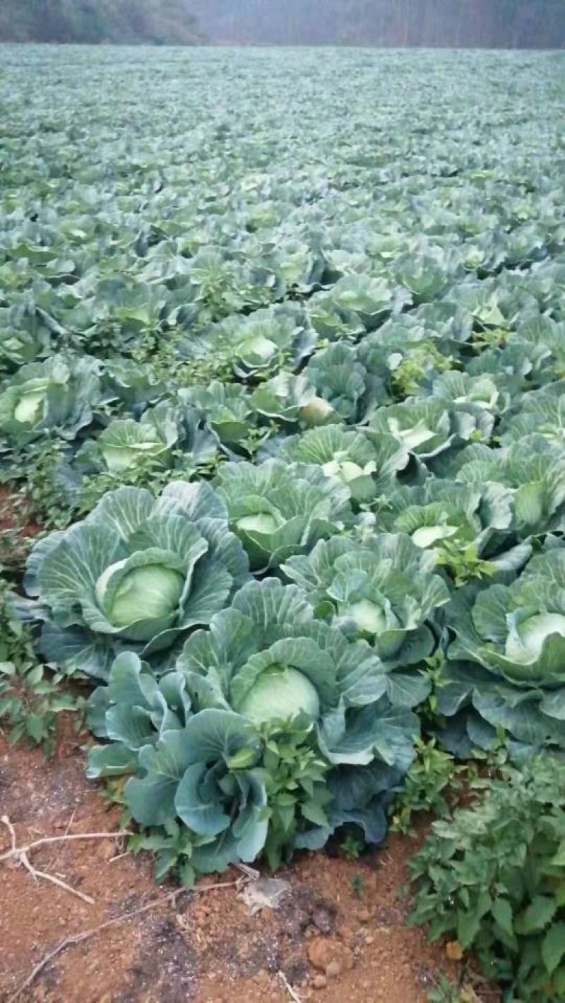 精品圆包菜湖北甘蓝市场货电商货供应中欢迎订购