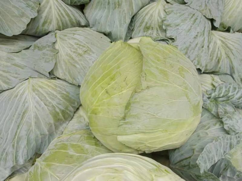 精品圆包菜湖北甘蓝市场货电商货供应中欢迎订购