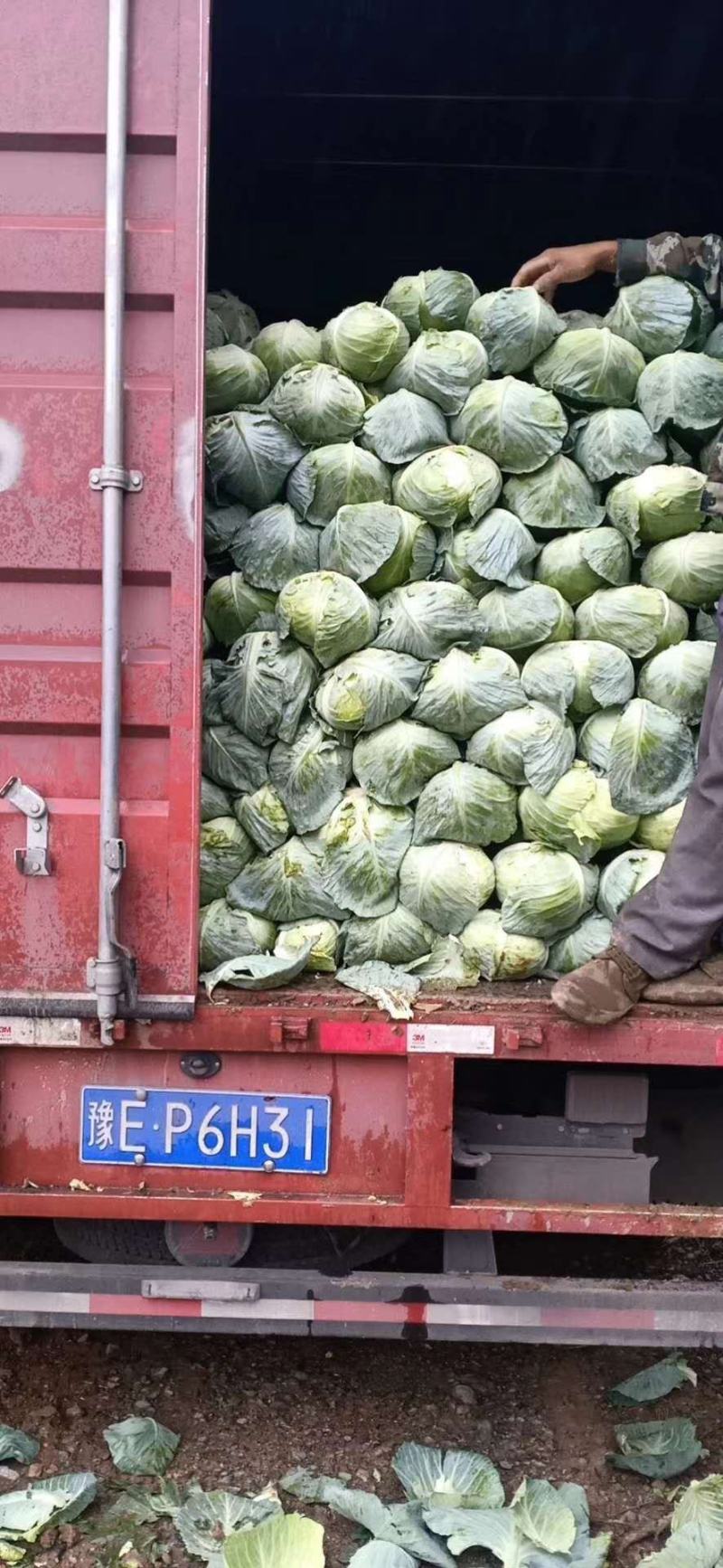 甘蓝扁包菜一手货源，保质保量，欢迎订购