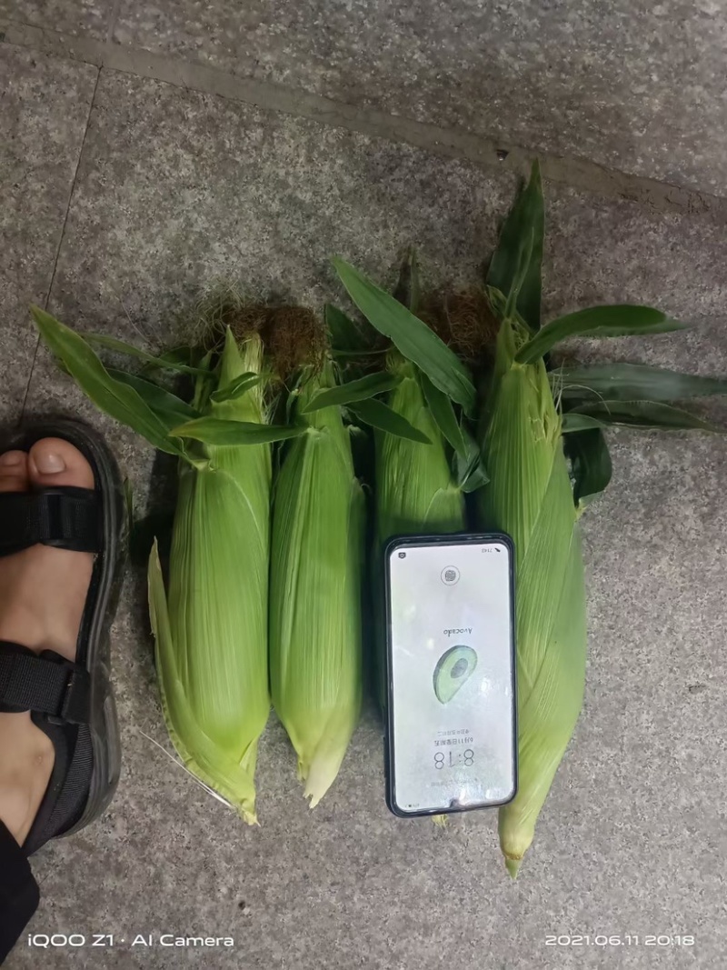 甜玉米，太阳花9号