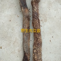中药材/中药根茎类/内蒙古阿拉盟善冬季肉苁蓉