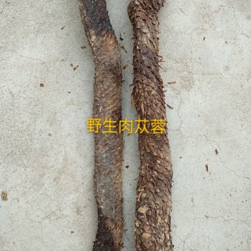 中药材/中药根茎类/内蒙古阿拉盟善冬季肉苁蓉