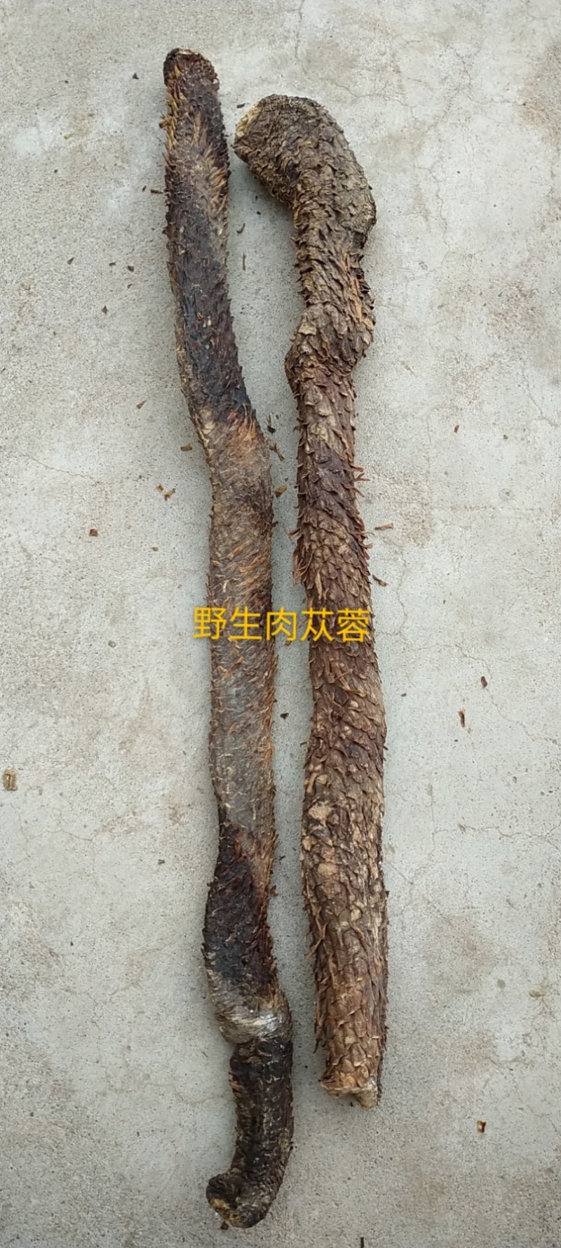 中药材/中药根茎类/内蒙古阿拉盟善冬季肉苁蓉
