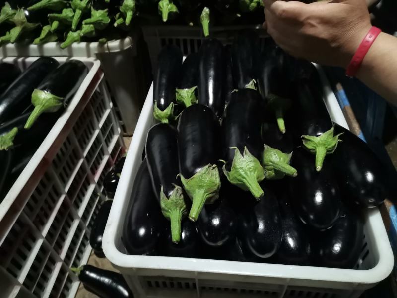 精品黑宝茄子，烧烤茄，黑宝，布莱迪，大量上市质量保证