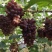 暖冷棚茉莉香葡萄和着色香葡萄4一6月份大量上市
