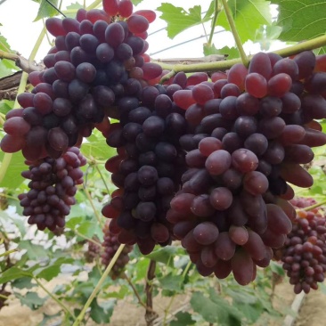 暖冷棚茉莉香葡萄和着色香葡萄4一6月份大量上市
