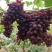 暖冷棚茉莉香葡萄和着色香葡萄4一6月份大量上市