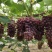 暖冷棚茉莉香葡萄和着色香葡萄4一6月份大量上市