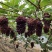 暖冷棚茉莉香葡萄和着色香葡萄4一6月份大量上市