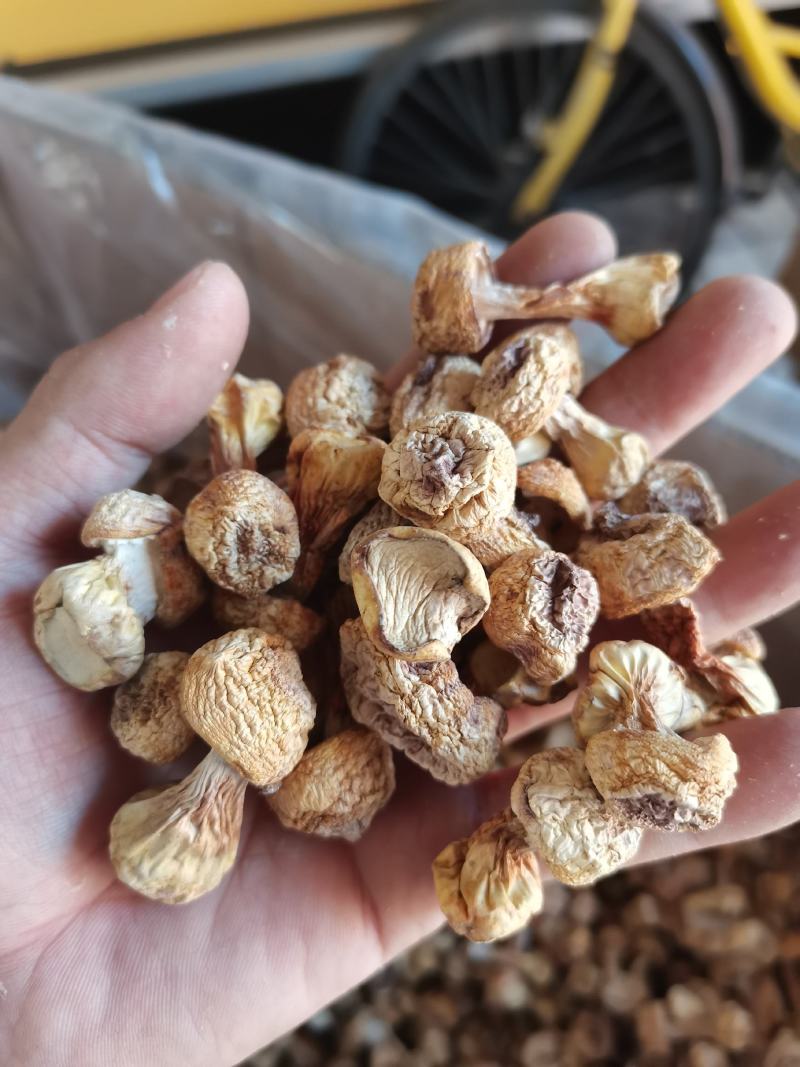 姬松茸2022年新货价格合理欢迎采购可一件代发