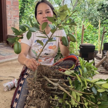 香水柠檬台湾四季香水树苗四季柠檬苗南北方种植柠檬苗