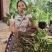 香水柠檬台湾四季香水树苗四季柠檬苗南北方种植柠檬苗