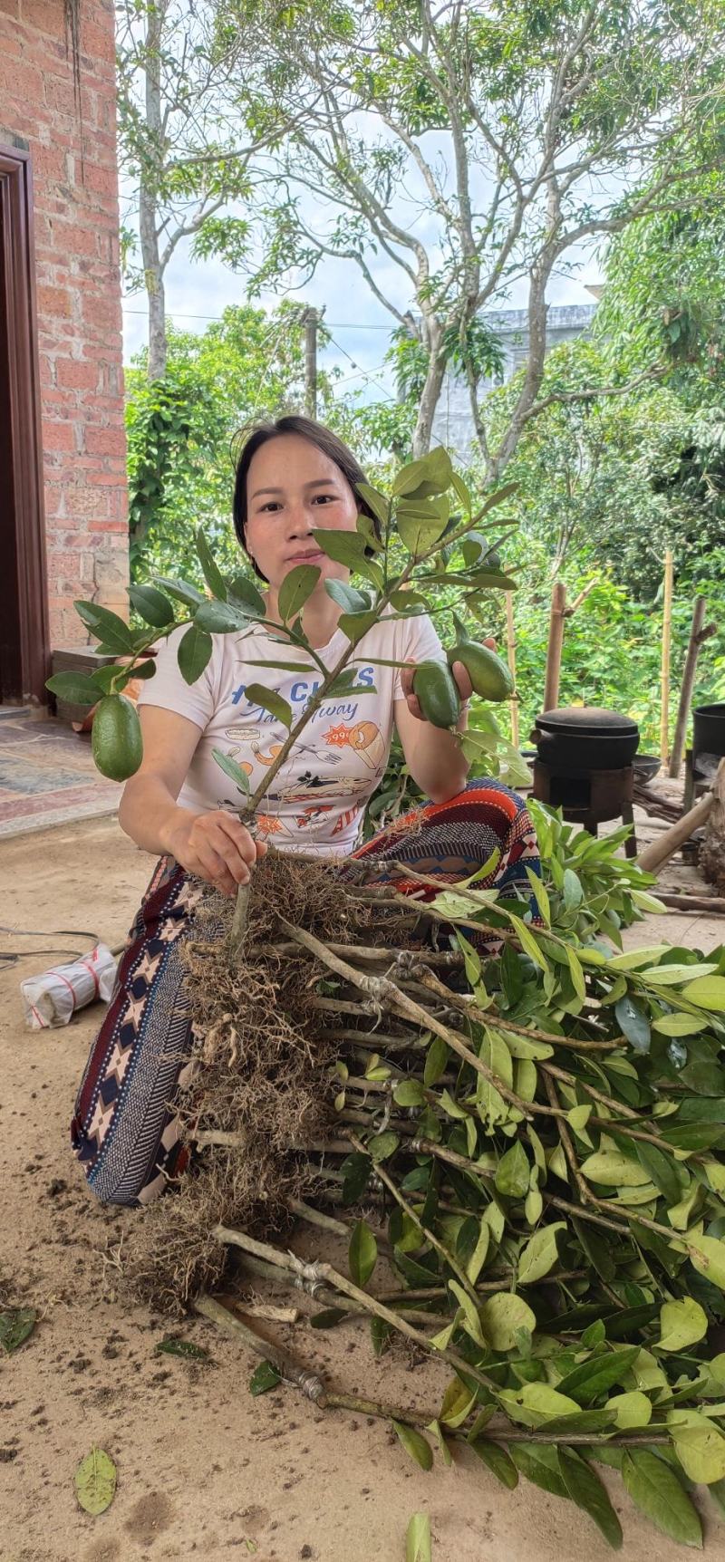 香水柠檬台湾四季香水树苗四季柠檬苗南北方种植柠檬苗