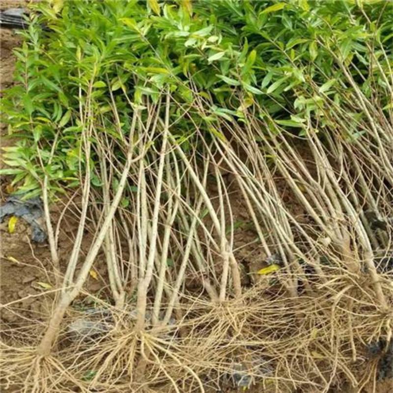 石榴树苗突尼斯软籽石榴苗南北方可种植庭院盆栽