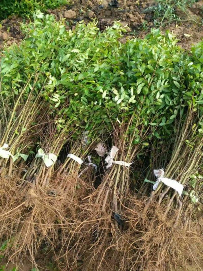 石榴树苗突尼斯软籽石榴苗南北方可种植庭院盆栽