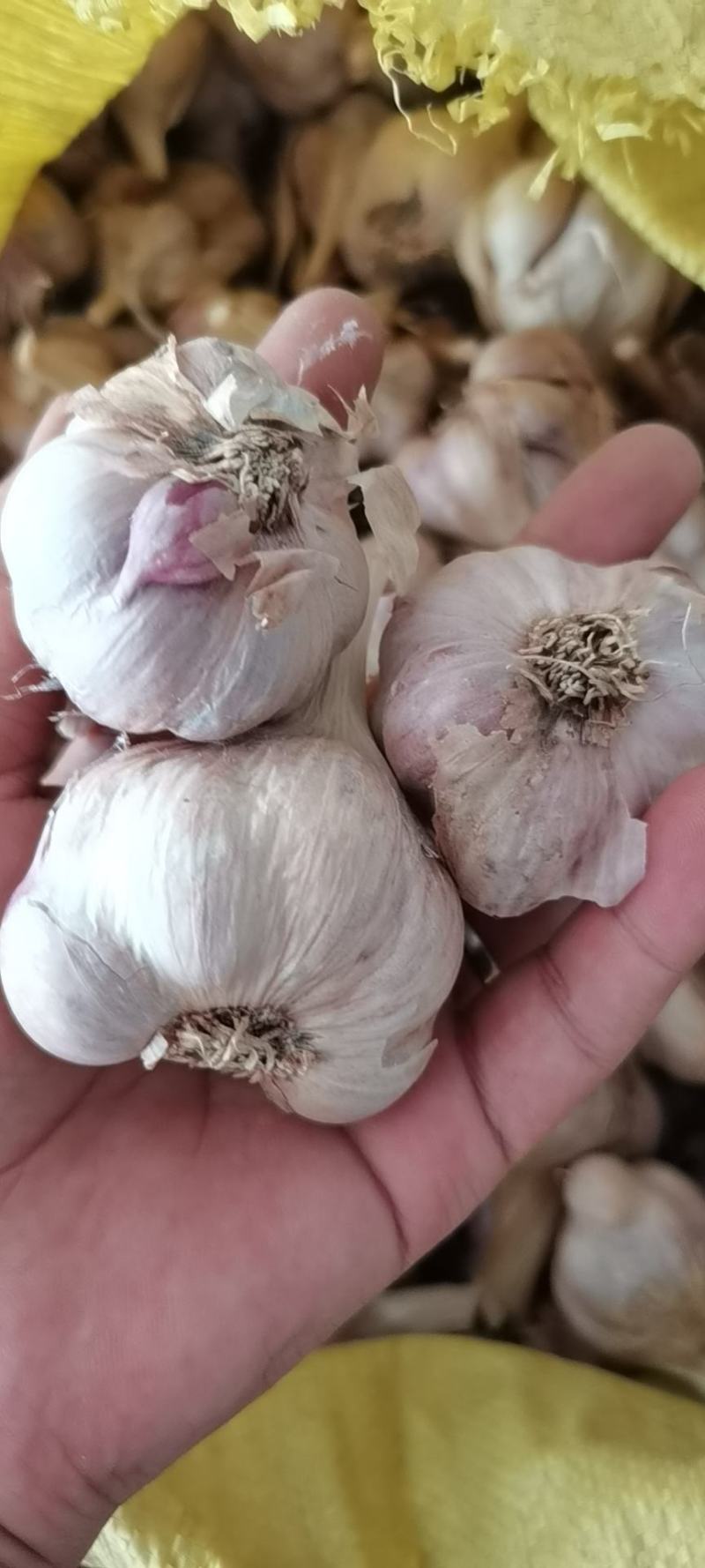彭州优质软叶蒜宝塔蒜寒蒜蒜苗蒜。