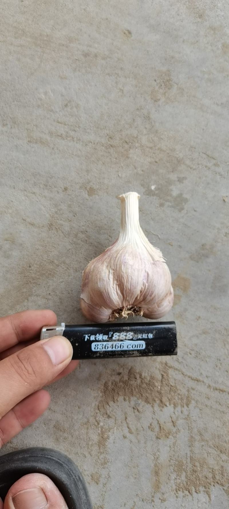 彭州优质软叶蒜宝塔蒜寒蒜蒜苗蒜。