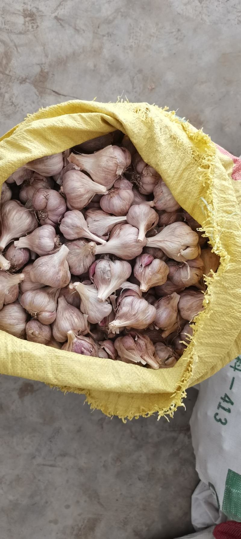 彭州优质软叶蒜宝塔蒜寒蒜蒜苗蒜。