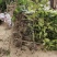 香水柠檬台湾四季香水树苗四季柠檬苗南北方种植柠檬苗
