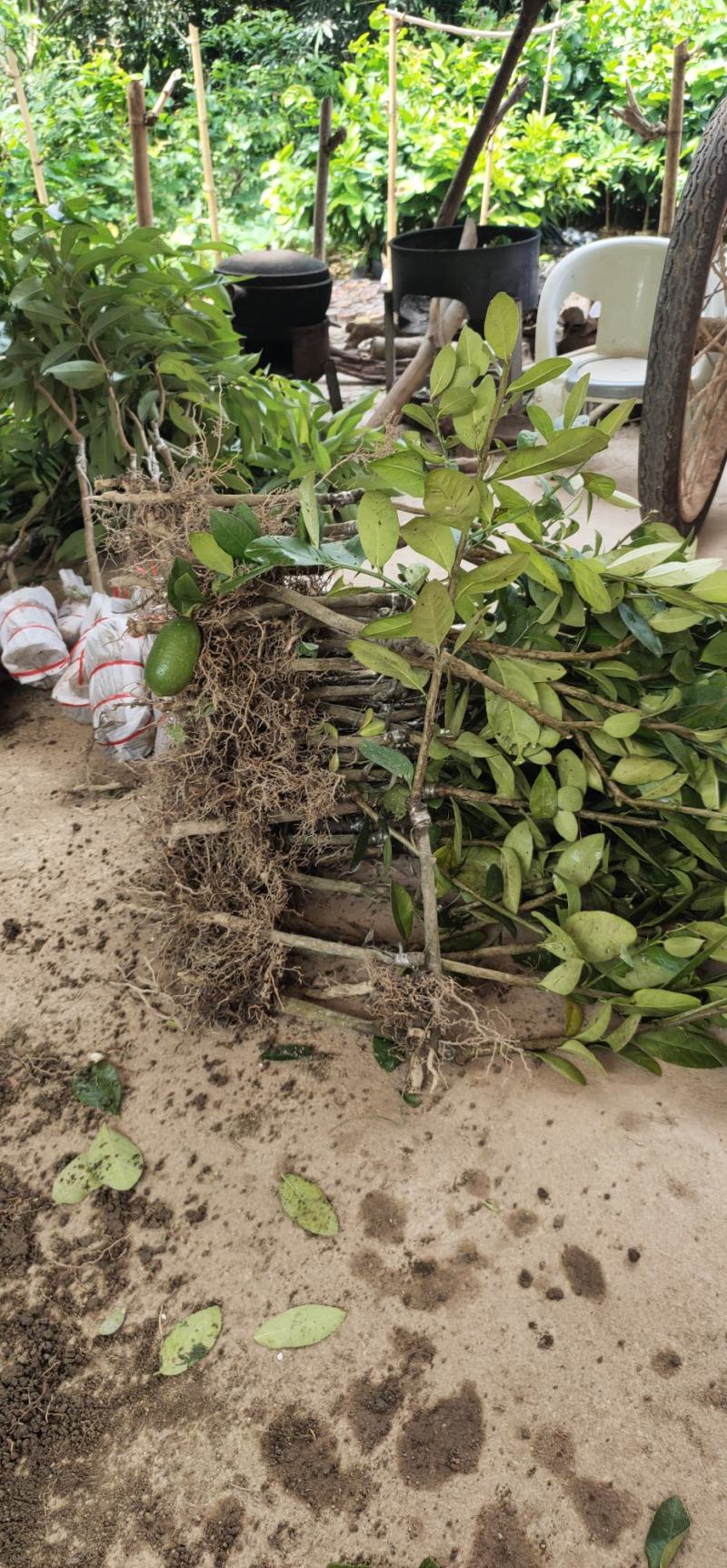 香水柠檬台湾四季香水树苗四季柠檬苗南北方种植柠檬苗