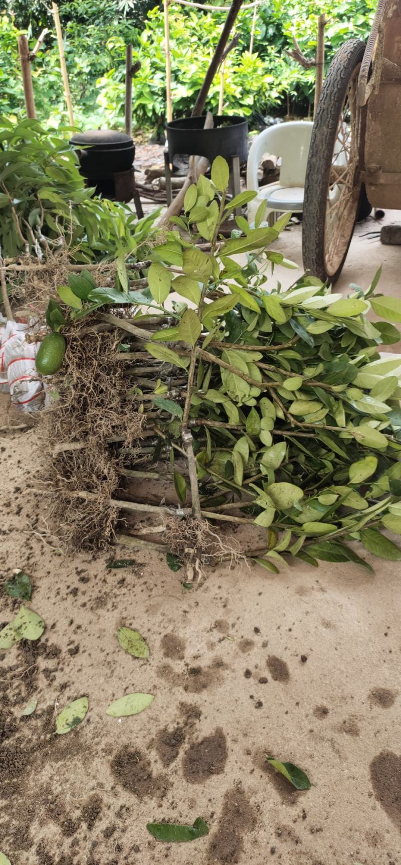 香水柠檬台湾四季香水树苗四季柠檬苗南北方种植柠檬苗
