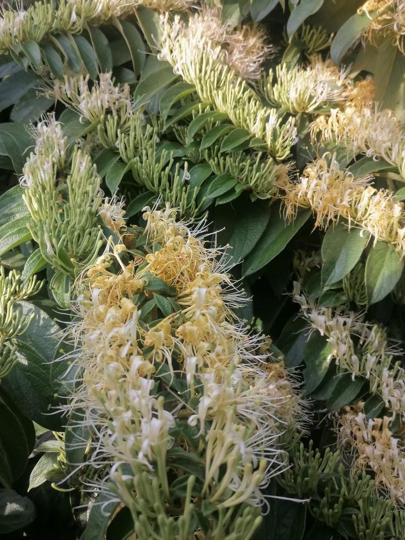 贵州安龙野生金银花，原生态生长，大开花货。