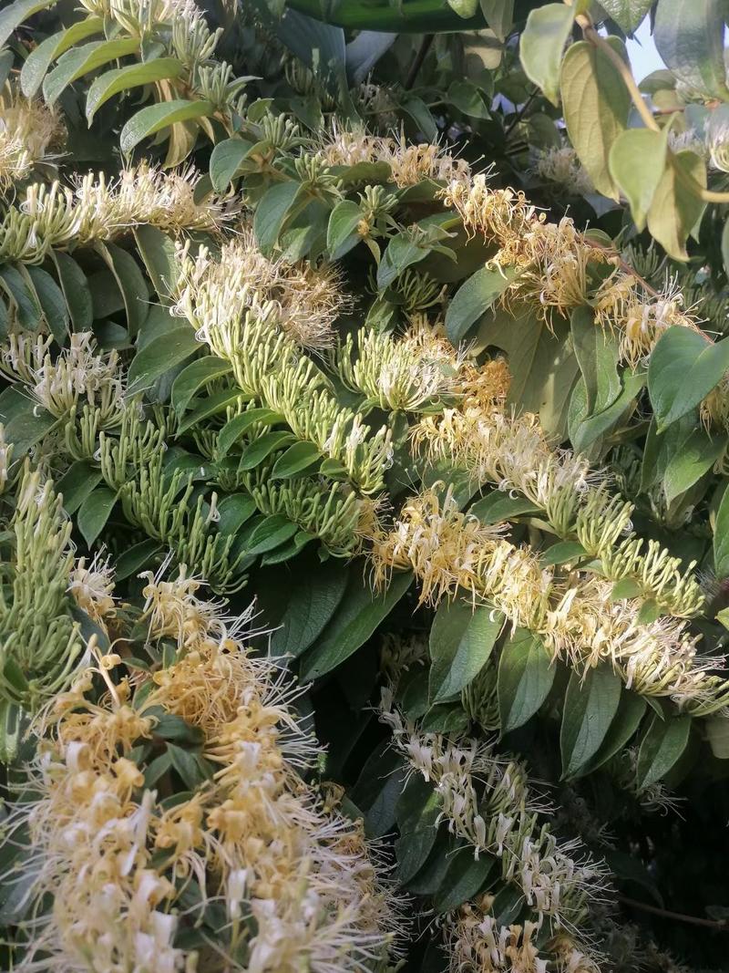 贵州安龙野生金银花，原生态生长，大开花货。