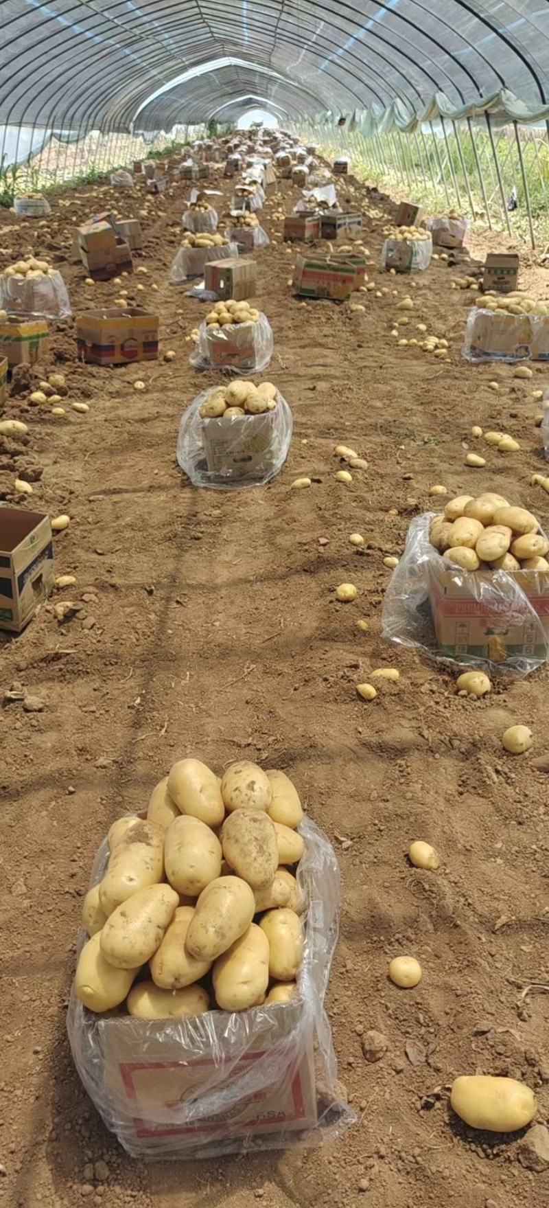 【土豆】山东土豆V7荷兰十五土豆大量上市品种齐全