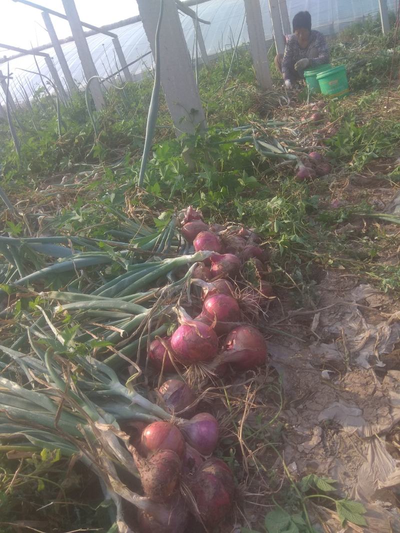 蔬菜