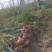 蔬菜